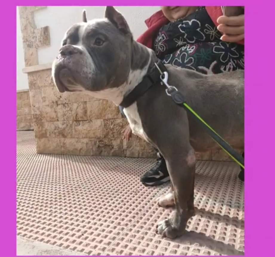 Loki: __enum.animalType.for-adoption, __enum.animalSpecie.dog - , __enum.animalGender.male