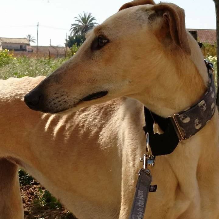 Ariel: __enum.animalType.inactive, __enum.animalSpecie.dog - Galgo Español, __enum.animalGender.female