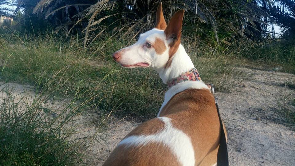 Jade: adopted, dog - Podenco, Female