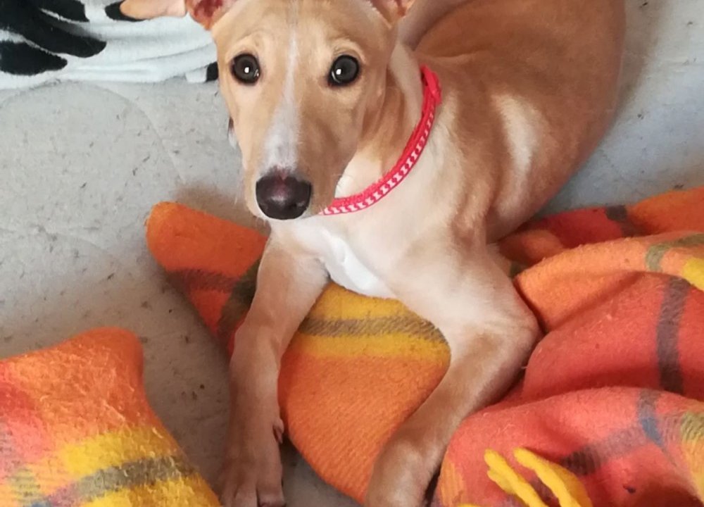 Barbi (ahora Samba): adopted, dog - Galgo Español, Female