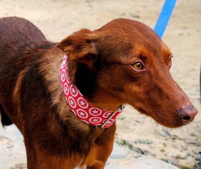 Brownie: adopted, dog - Podenco, male