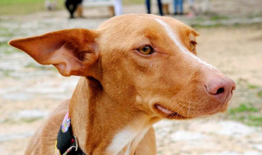 Cereza: adopted, dog - Podenco, Female