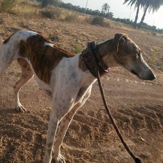 Cleo (MEGAN): adopted, dog - Galgo Español, female