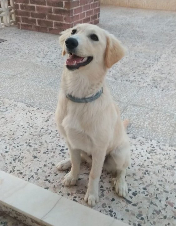 Dori: adopted, dog - Mestiza, female