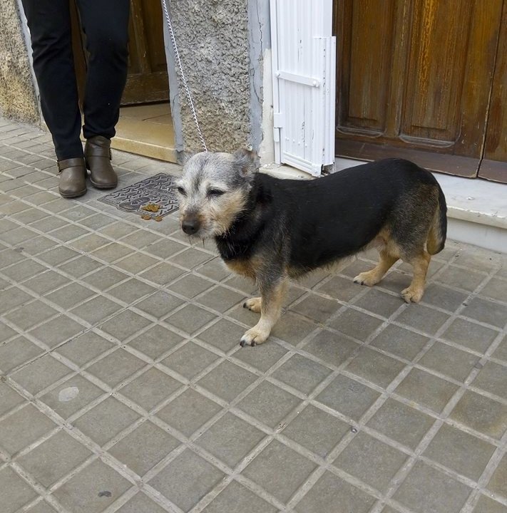 Estrella: __enum.animalType.inactive, __enum.animalSpecie.dog - Mestiza, __enum.animalGender.female