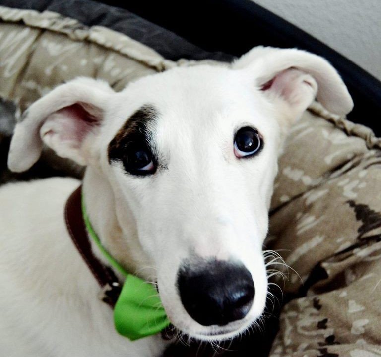Héroe: adopted, dog - Galgo Español, Male