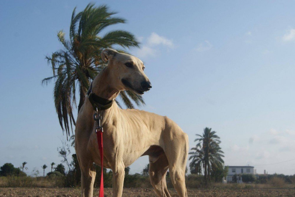 Horus: adopted, dog - Galgo, male