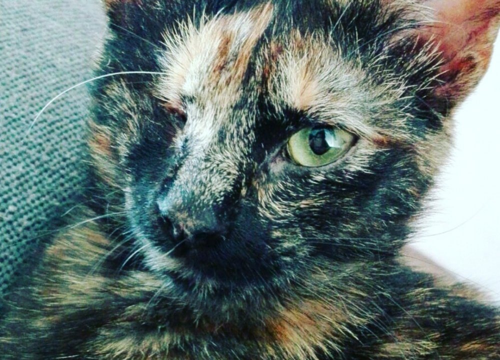 Pikara: adopted, cat - Carey, female