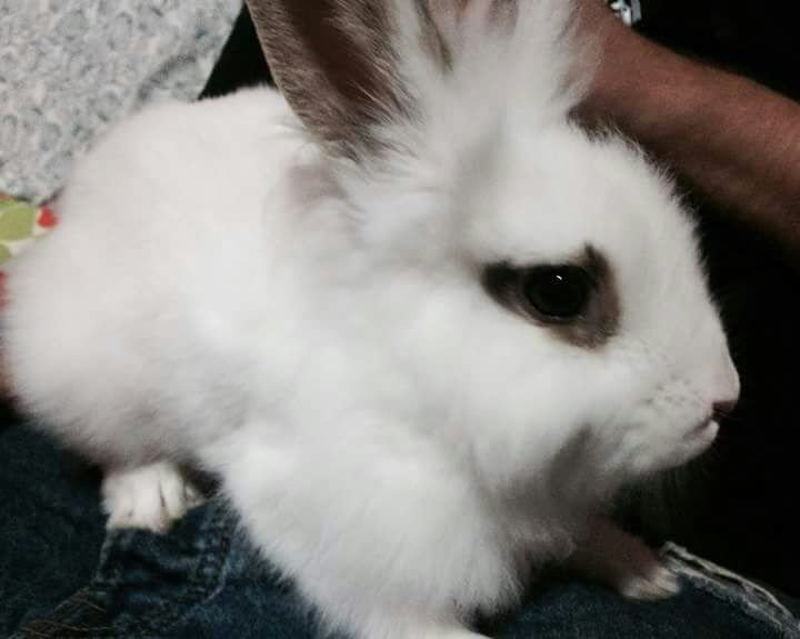 Tófu : adopted, rabbit - Conejo Blanco común de pelo Semi - Largo, Macho