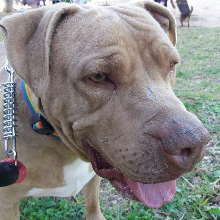 Thayson: adopted, dog - Pit Bull, male