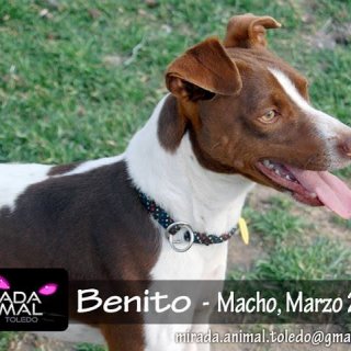 Benito: for-adoption, dog - ., male