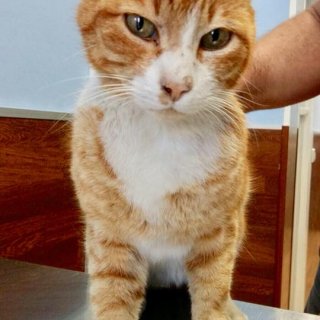 Tigre: for-adoption, cat - ., Male