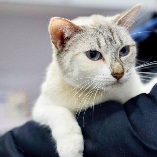 Mimi: for-adoption, cat - ., Female