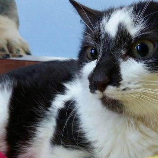 Puzzle: for-adoption, cat - ., Male