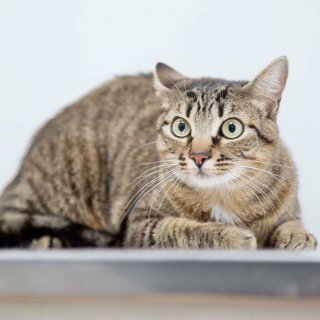 Penny: for-adoption, cat - ., female