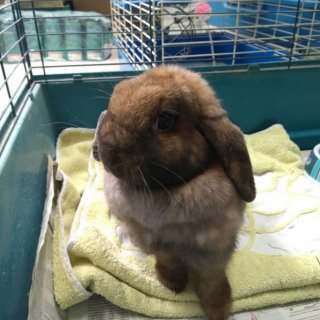 Rabbit: for-adoption, rabbit - Belier, Male