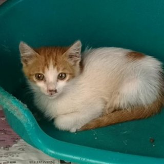 Alani: for-adoption, cat - Común Europeo, Male