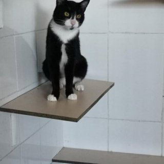 Manchitas: for-adoption, cat - Común Europeo, Male