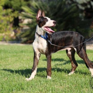 Suerte: for-adoption, dog - Podenco Mix, male
