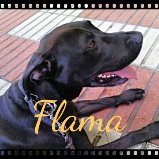 Flama: for-adoption, dog - Mix de labrador, female