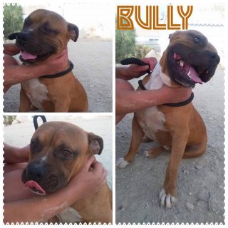 Bully: for-adoption, dog - American Staffordshire, male