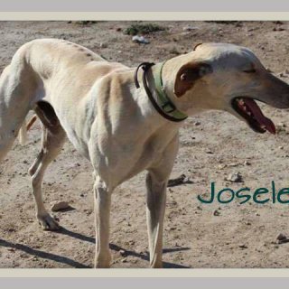 Josele: adopted, dog - Galgo, male