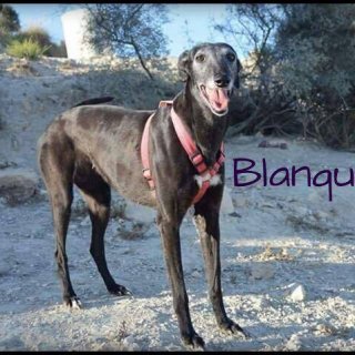 Blanquita: adopted, dog - Galgo, female