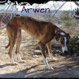 Arwen: adopted, dog - Galgo, female