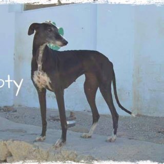 Boty: adopted, dog - Galga, male