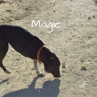 Magie: for-adoption, dog - Mestiza pequeña, female
