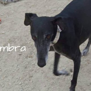 Sombra: adopted, dog - Mestiza con galgo, female