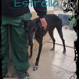 Estrella: adopted, dog - Galga, female