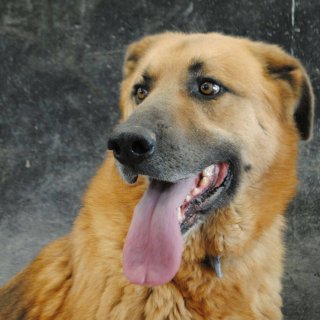 Thor: for-adoption, dog - Mestizo de pastor alemán, male