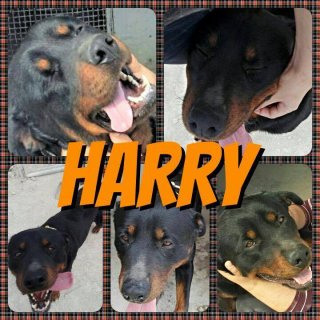 Harry: for-adoption, dog - Rottweiler, male
