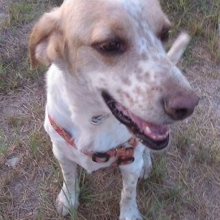 Dino: adopted, dog - Cruce de pointer, male
