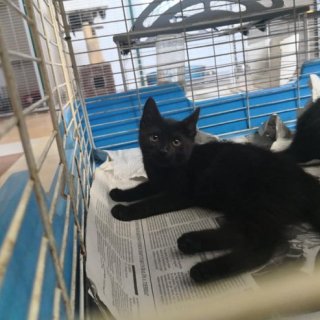 Noir: for-adoption, cat - Común europeo, male