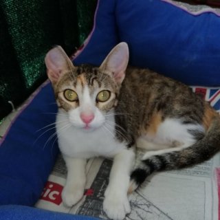 Arga: for-adoption, cat - Común europeo, female