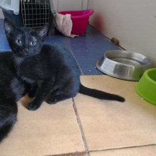 Pingo: for-adoption, cat - Común europeo, Desconocido