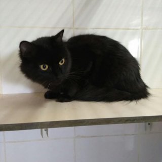 Anuk: for-adoption, cat - Común europeo, female