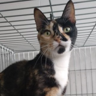 Arry: for-adoption, cat - Común europeo, female