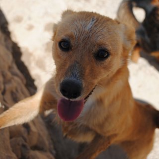 Clarita: for-adoption, dog - Mestiza, Female