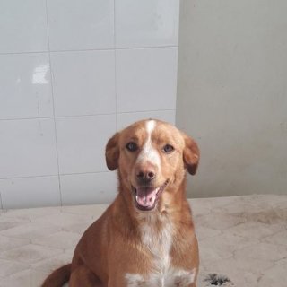 Lucero: for-adoption, dog - ., male