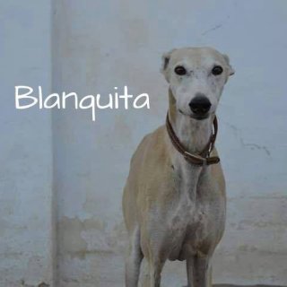 Blanquita: adopted, dog - Galgo, male