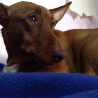 Dobby: adopted, dog - Podenco maneto, Male