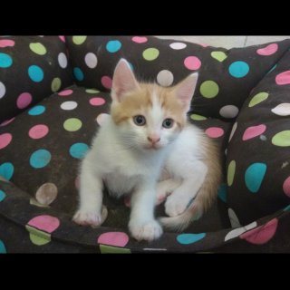 Atila: for-adoption, cat - Europea, male