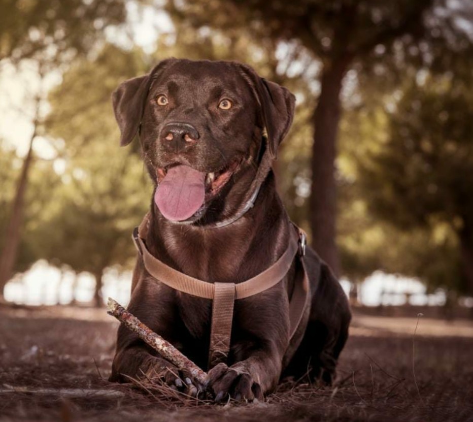 Rocky: external-case, dog - Labrador Retriever, male