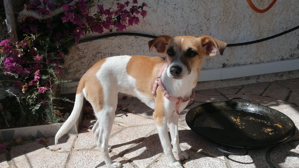 Anna (ahora Kira): adopted, dog - , female