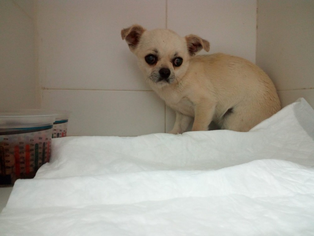 Bella (antes Pergui): adopted, dog - , female