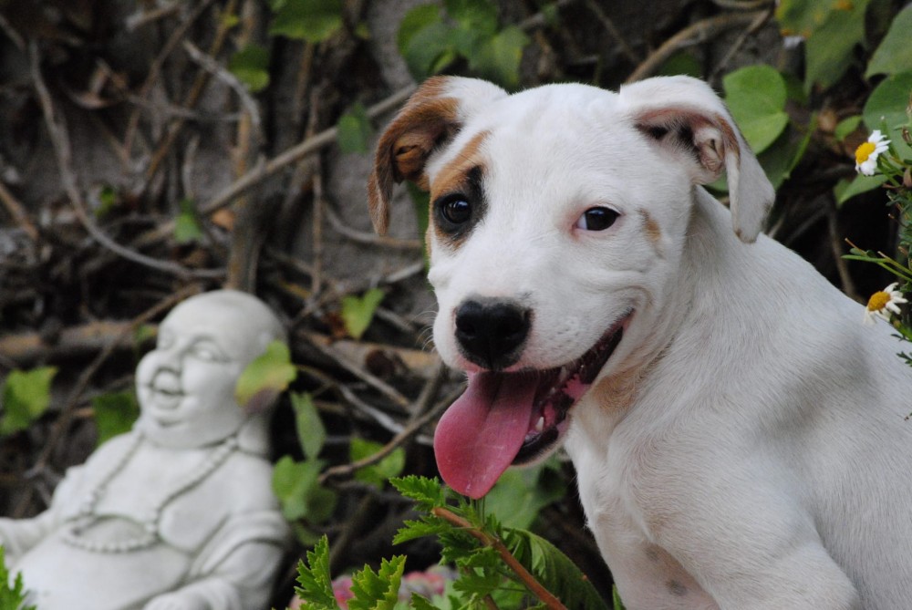 Delta (ahora Kaisa): adopted, dog - , female