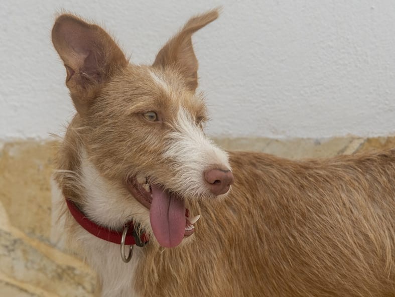 Flecha: adopted, dog - , female
